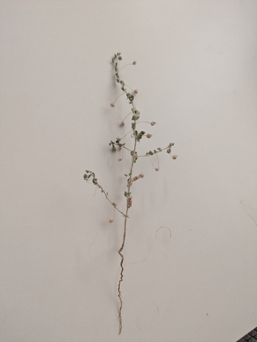 Sharp-leaved Fluellen (Kickxia elatine)