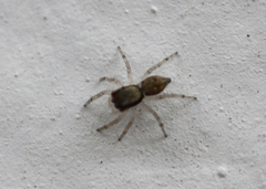 Salticidae