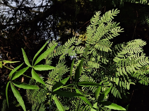 Grape (Cissus palmata)