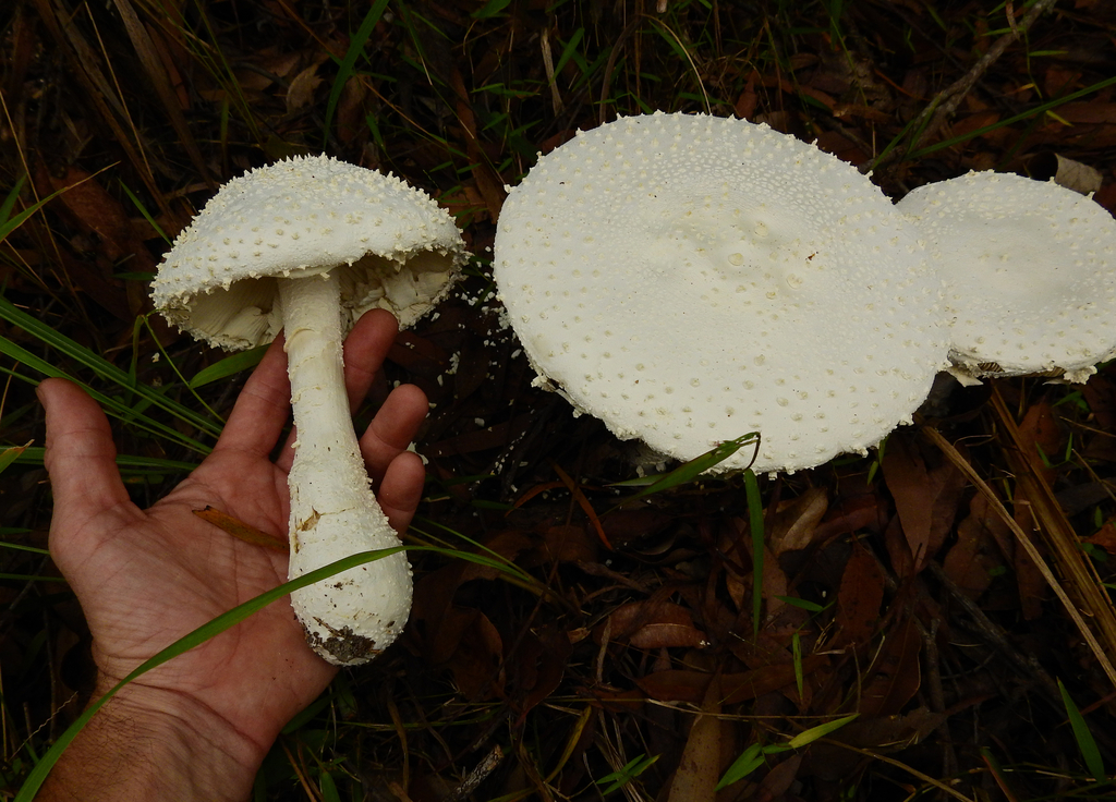 Amanita pyramidifera · March 2026 · photo: © samb0 (iNaturalist, cc-by)