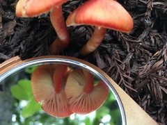 Hygrocybe marchii