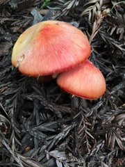Hygrocybe marchii