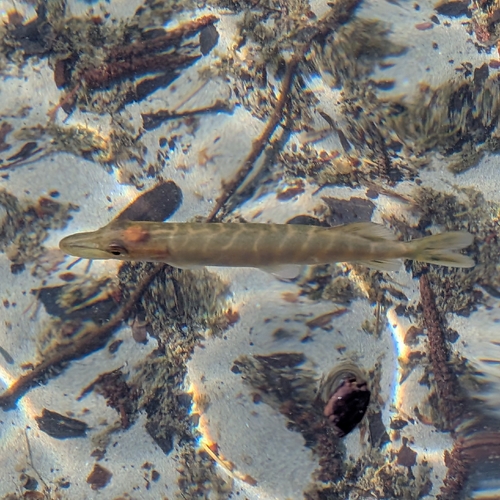 Esox lucius
