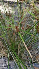 Cyperus vaginatus