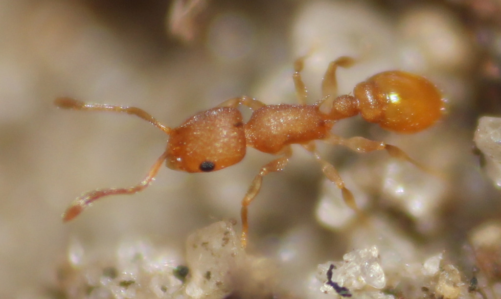 Temnothorax torrei