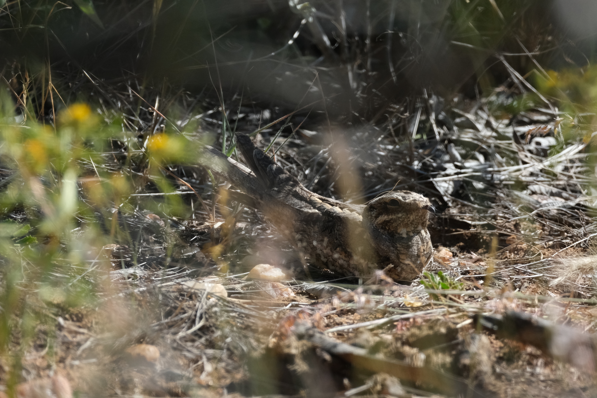 European Nightjar (Caprimulgus europaeus), photo 2