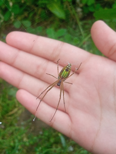 Decorative Vleispider