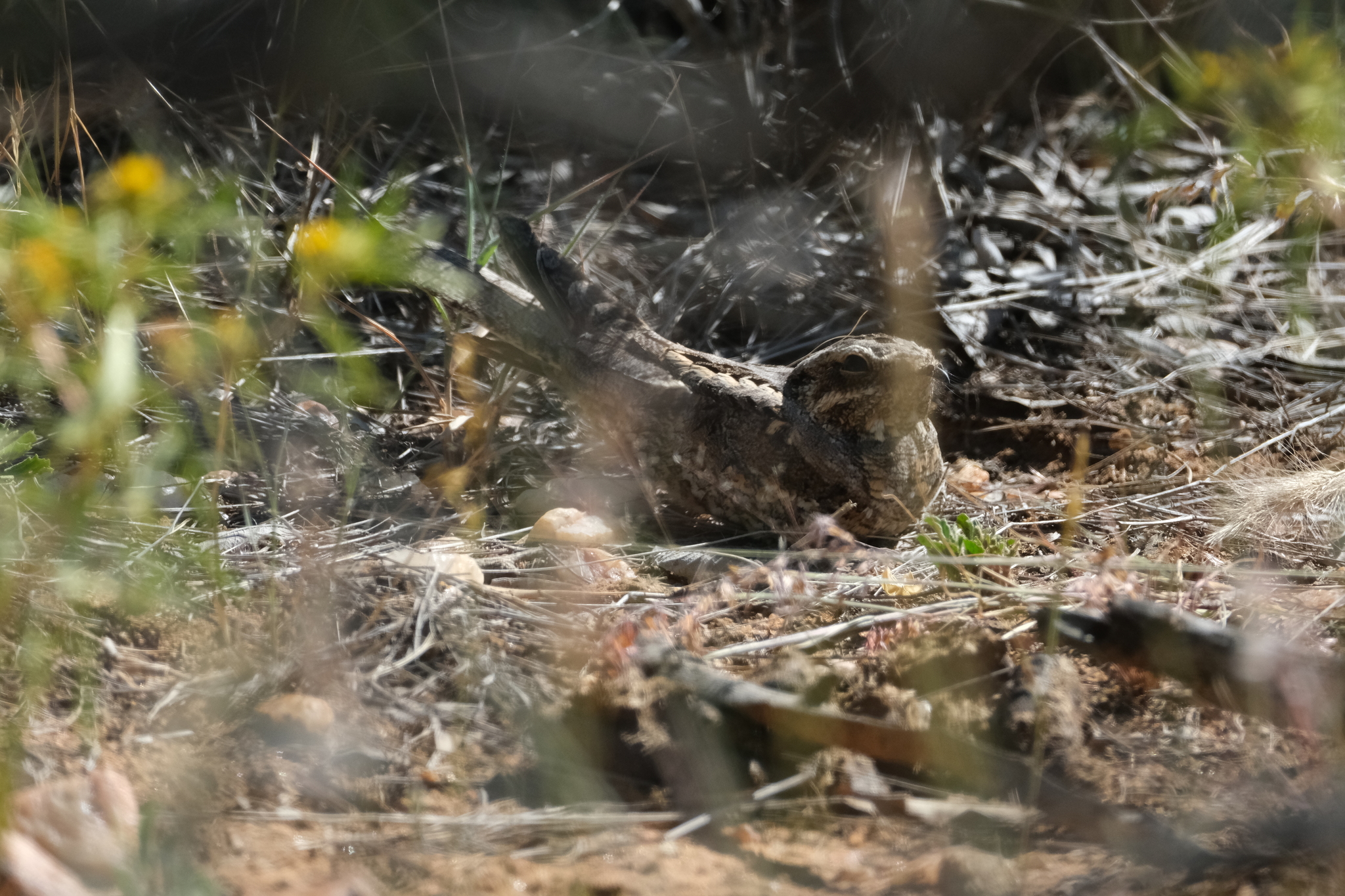 European Nightjar (Caprimulgus europaeus), photo 1