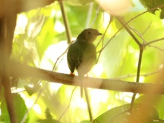Chiroxiphia linearis