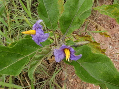 Solanum