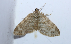 Lepidoptera