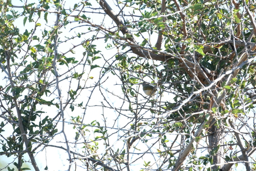 Bleating Camaroptera (Camaroptera brachyura), photo 6