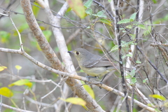 Vireo gundlachii