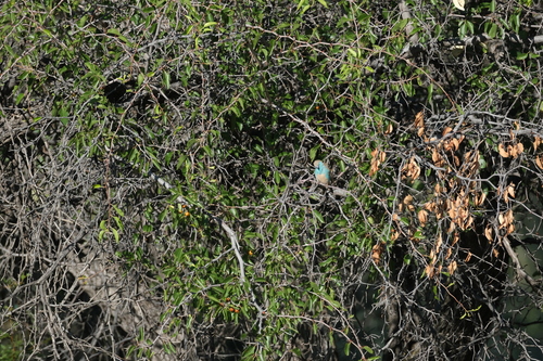 Blue Waxbill (Uraeginthus angolensis), photo 5