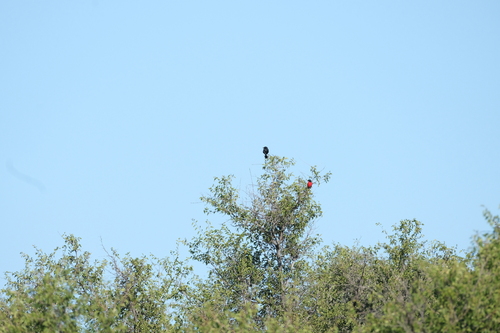 Crimson-breasted Shrike (Laniarius atrococcineus), photo 3