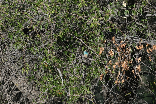 Blue Waxbill (Uraeginthus angolensis), photo 4