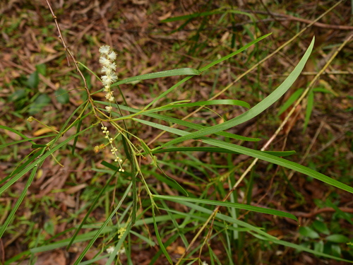 Long leaf Wattle (Acacia longissima)