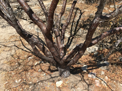 Bursera galeottiana