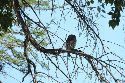 Pearl-spotted Owlet (Glaucidium perlatum), photo 3
