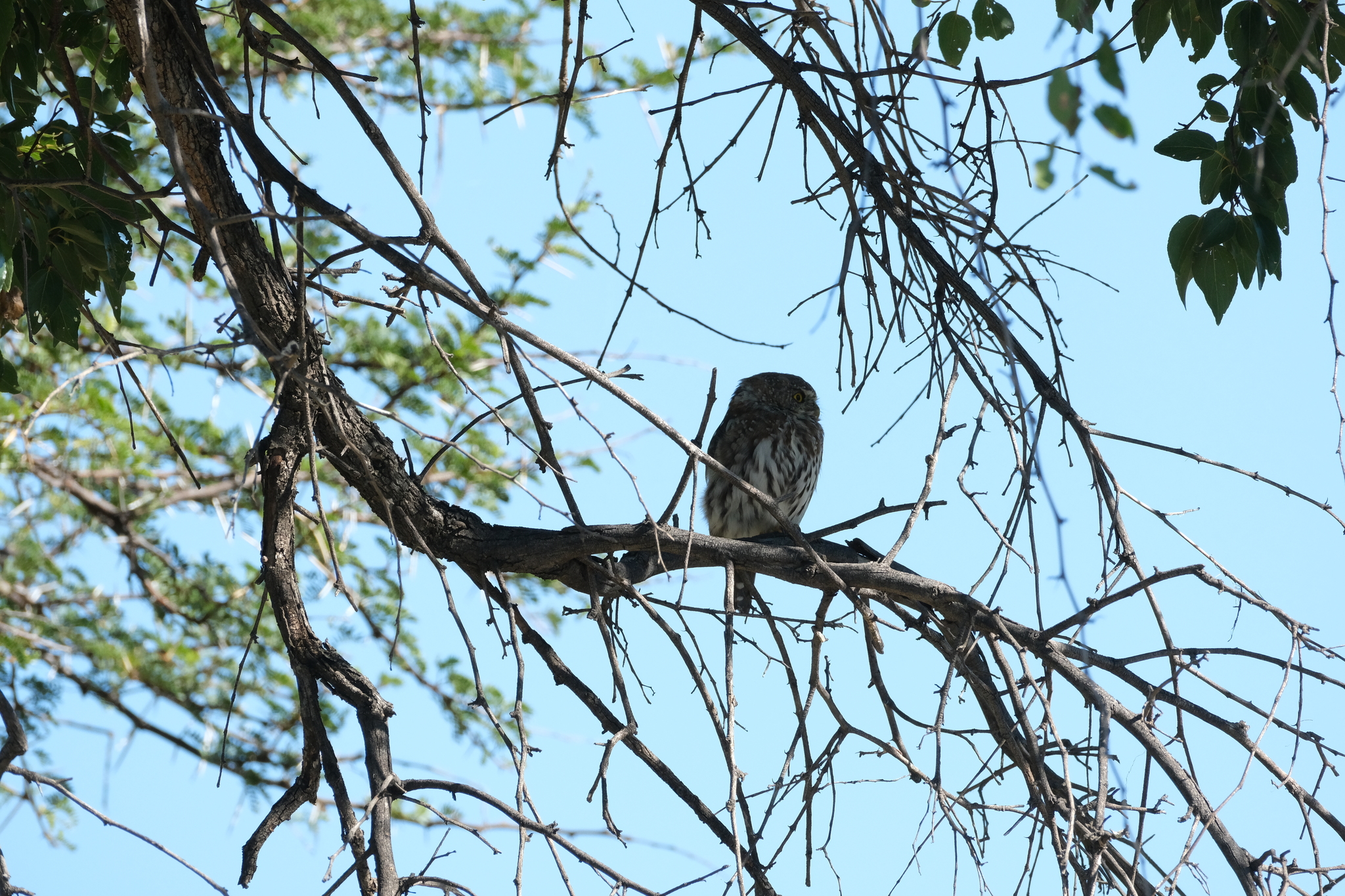 Pearl-spotted Owlet (Glaucidium perlatum), photo 3