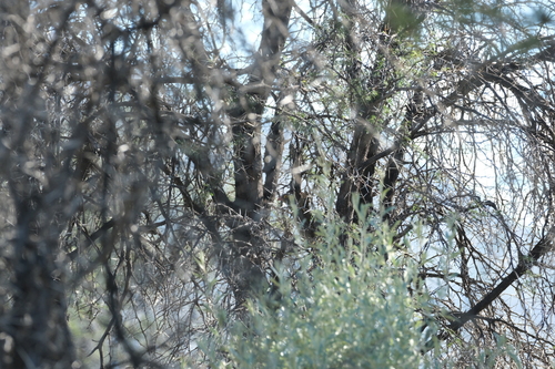 Red-billed Spurfowl (Pternistis adspersus), photo 10