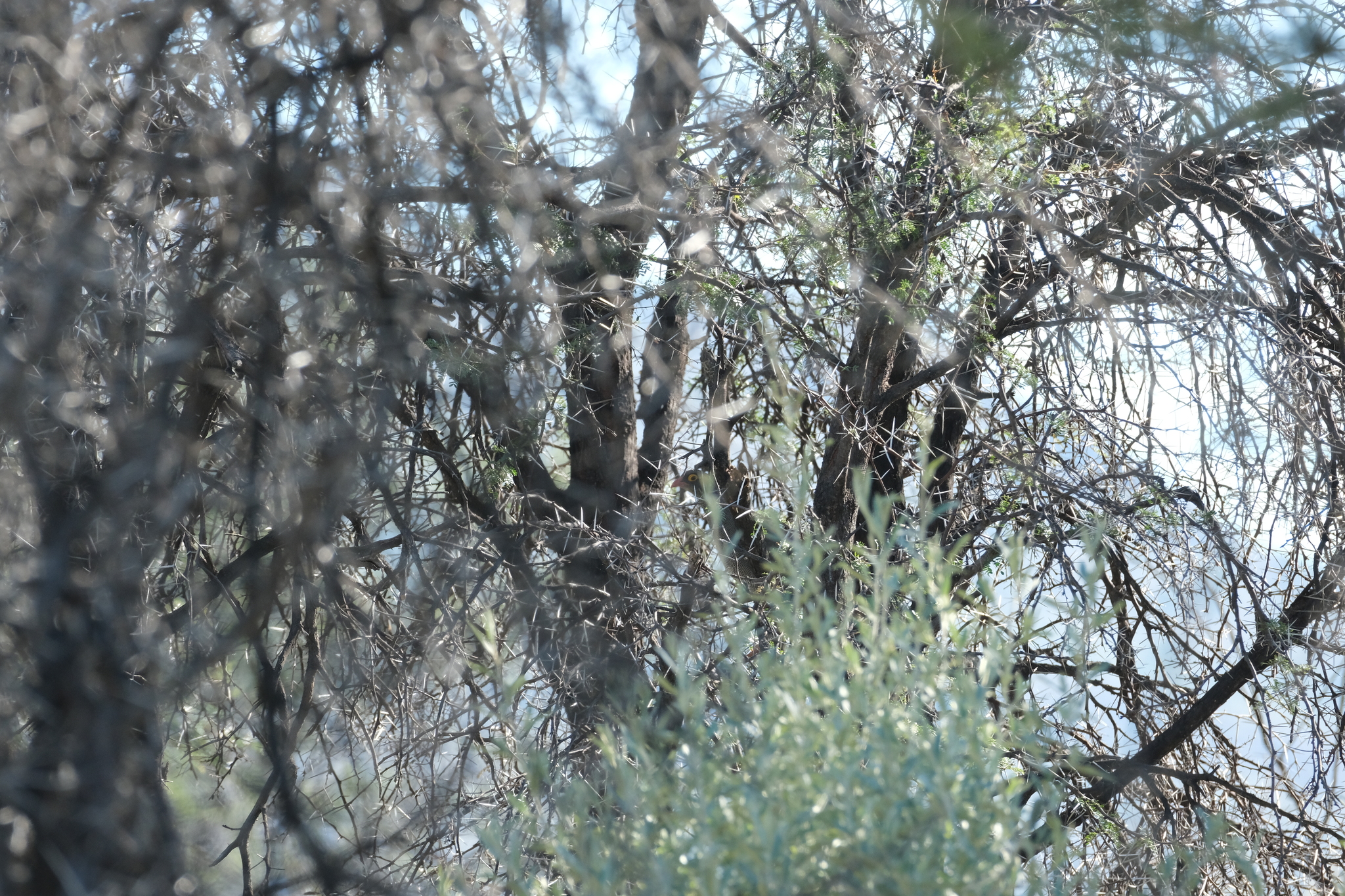 Red-billed Spurfowl (Pternistis adspersus), photo 9