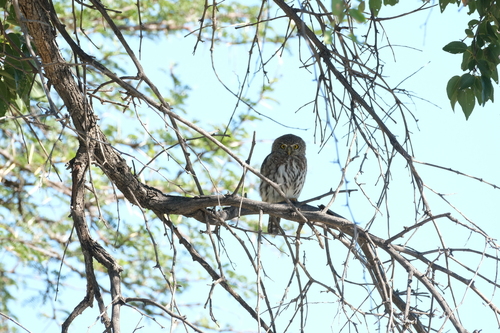 Pearl-spotted Owlet (Glaucidium perlatum), photo 10