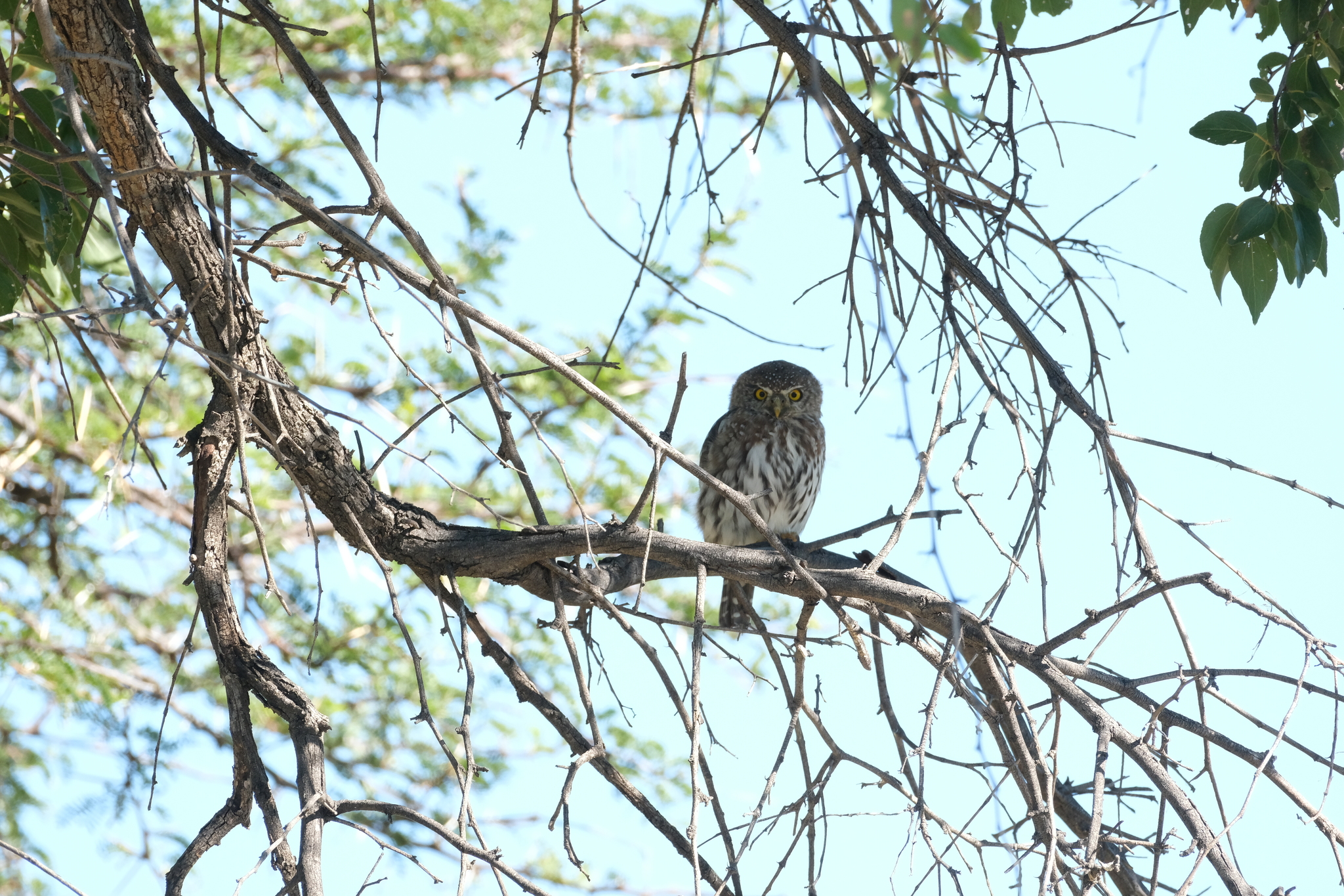 Pearl-spotted Owlet (Glaucidium perlatum), photo 8