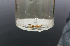 Anostraca