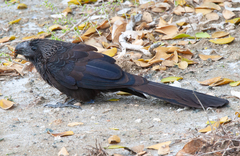Sphex jamaicensis