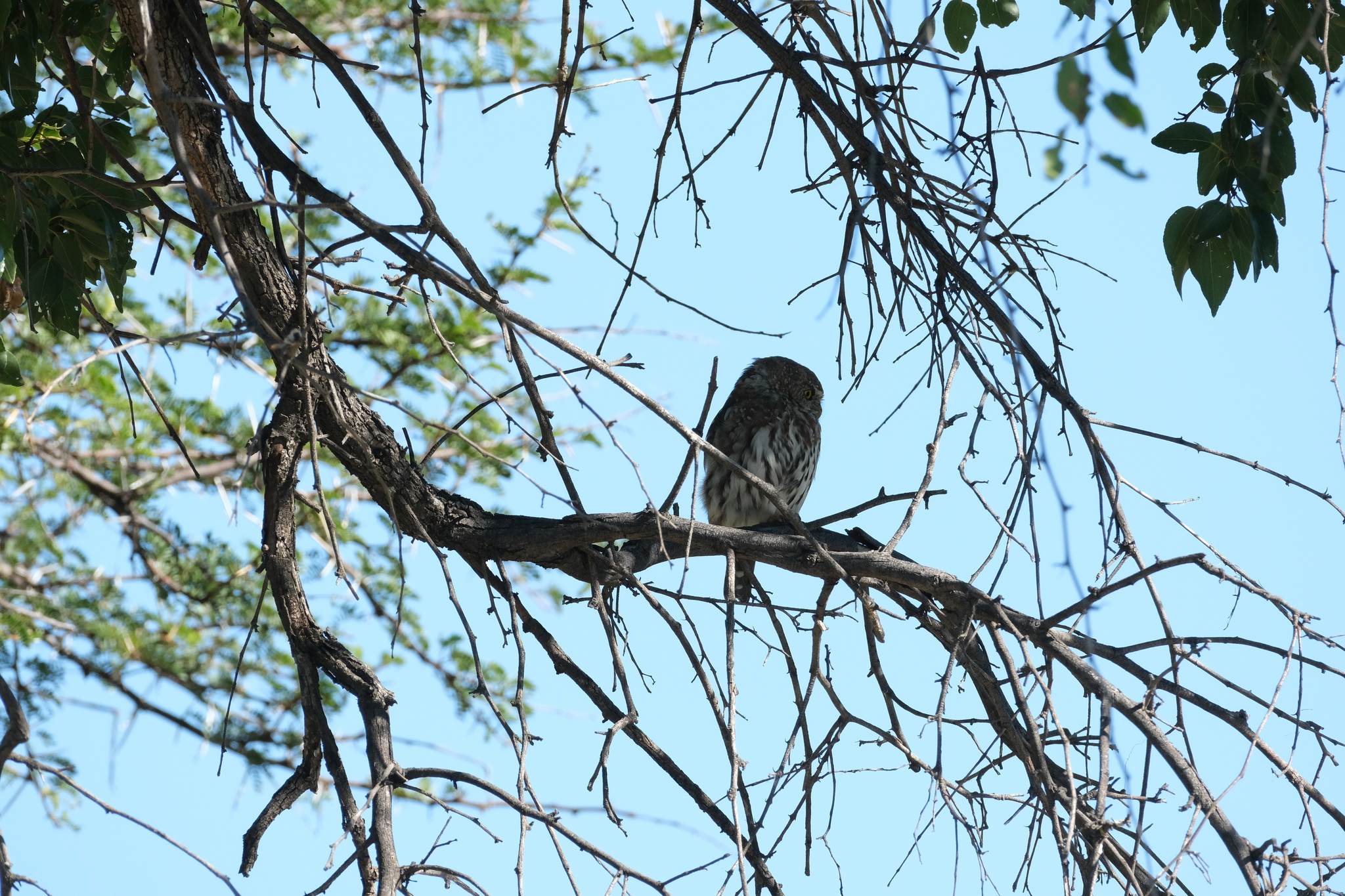 Pearl-spotted Owlet (Glaucidium perlatum), photo 9