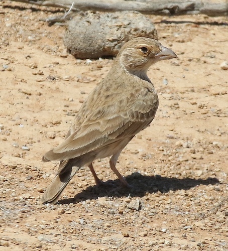 Grey-backed Sparrow-Lark (Eremopterix verticalis)
