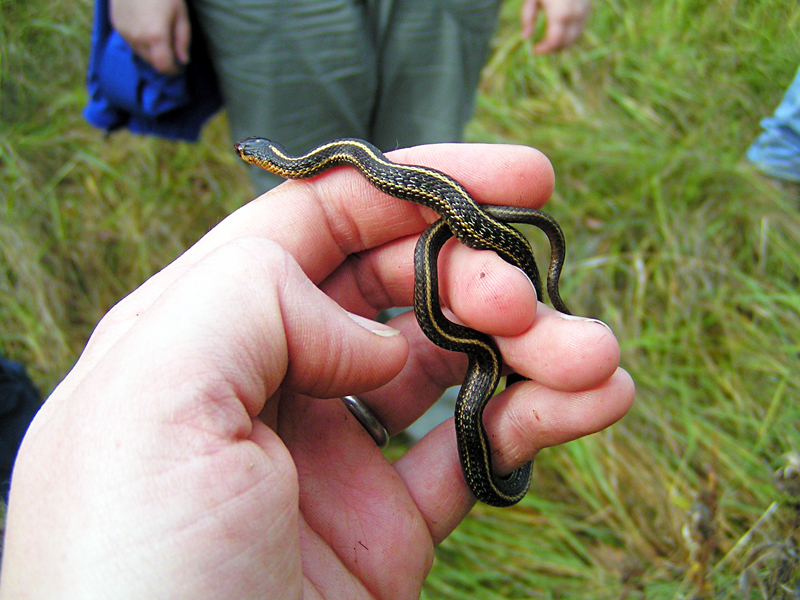 Thamnophis Ordinoides