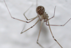 Pholcidae