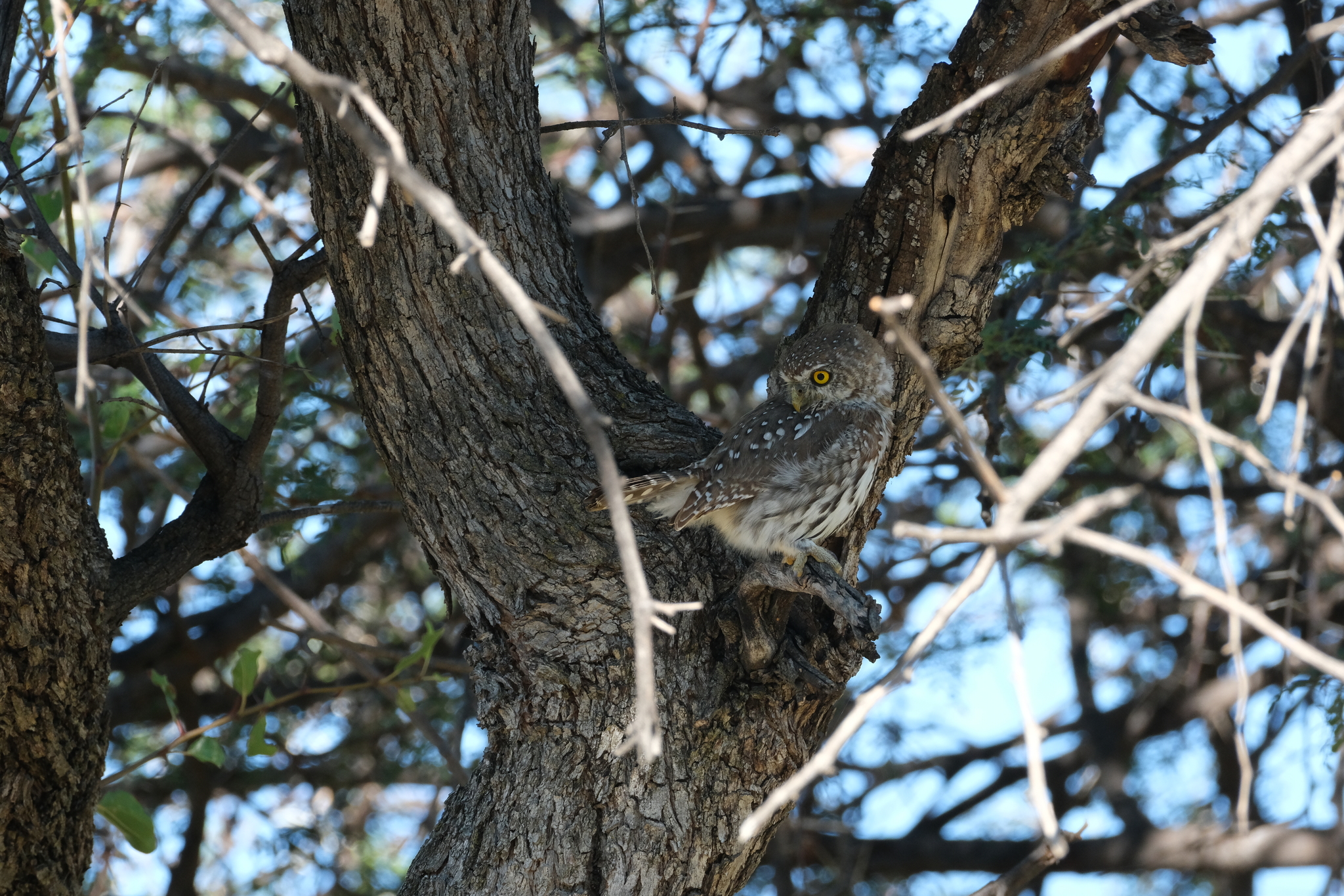 Pearl-spotted Owlet (Glaucidium perlatum), photo 7