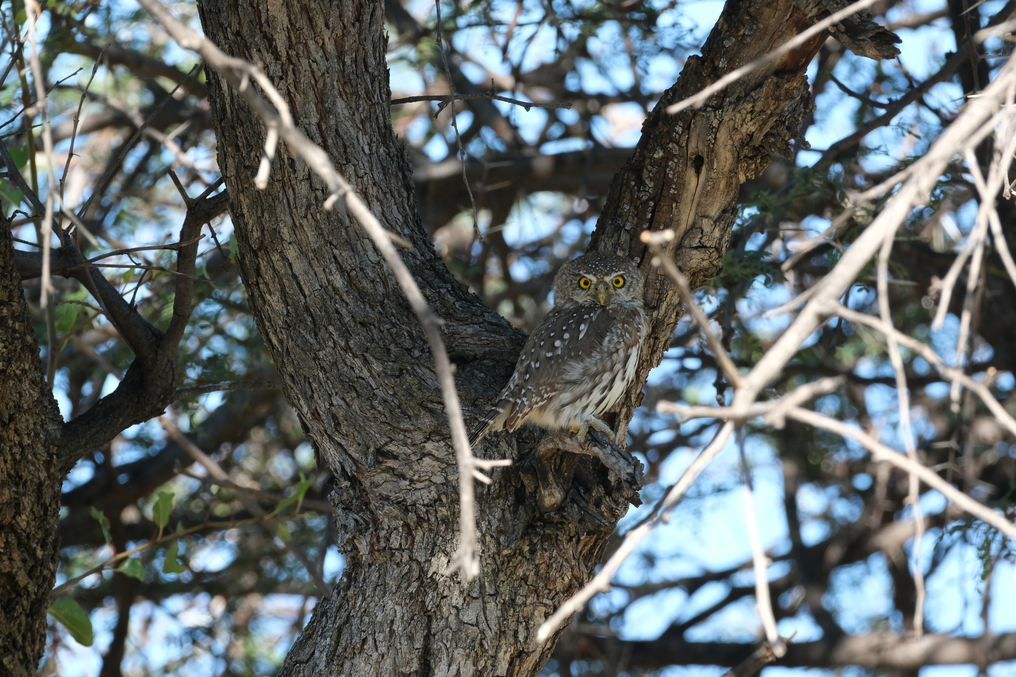 Pearl-spotted Owlet (Glaucidium perlatum), photo 6