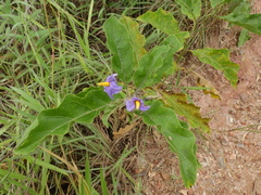 Solanum