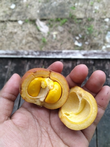 Baccaurea macrocarpa observed 2019-01-28