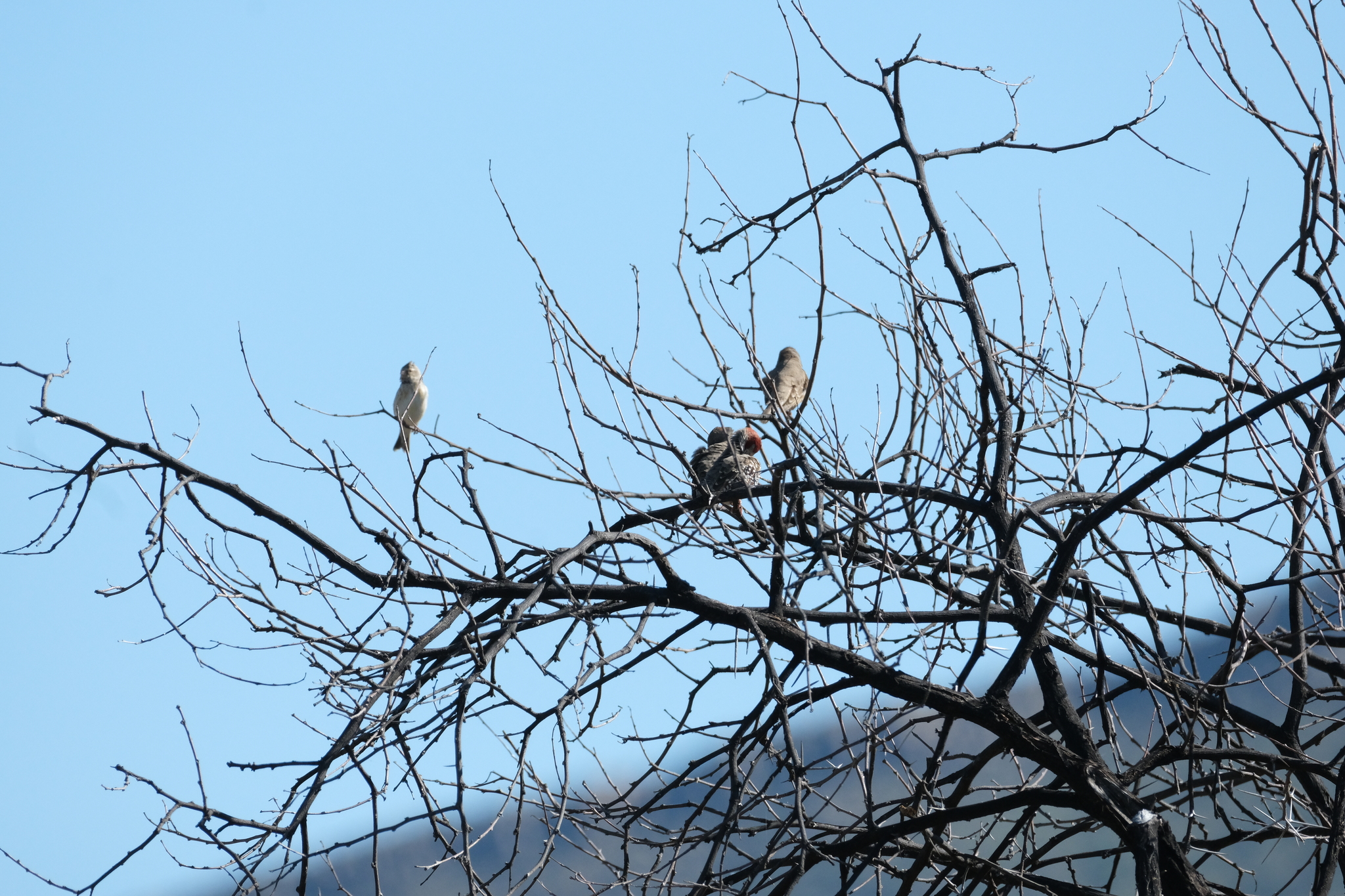 Red-headed Finch (Amadina erythrocephala), photo 9