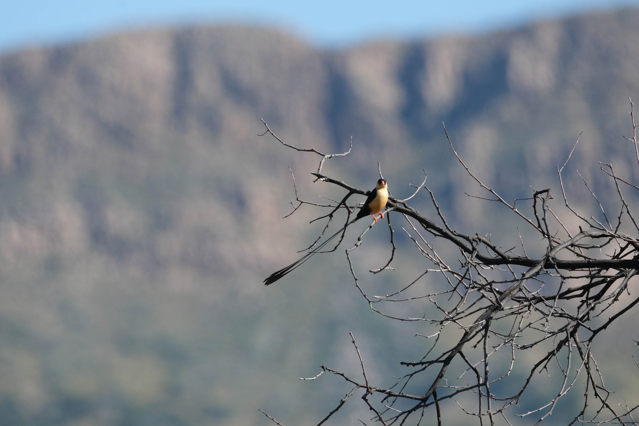 Shaft-tailed Whydah (Vidua regia), photo 10