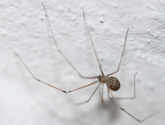 Pholcidae