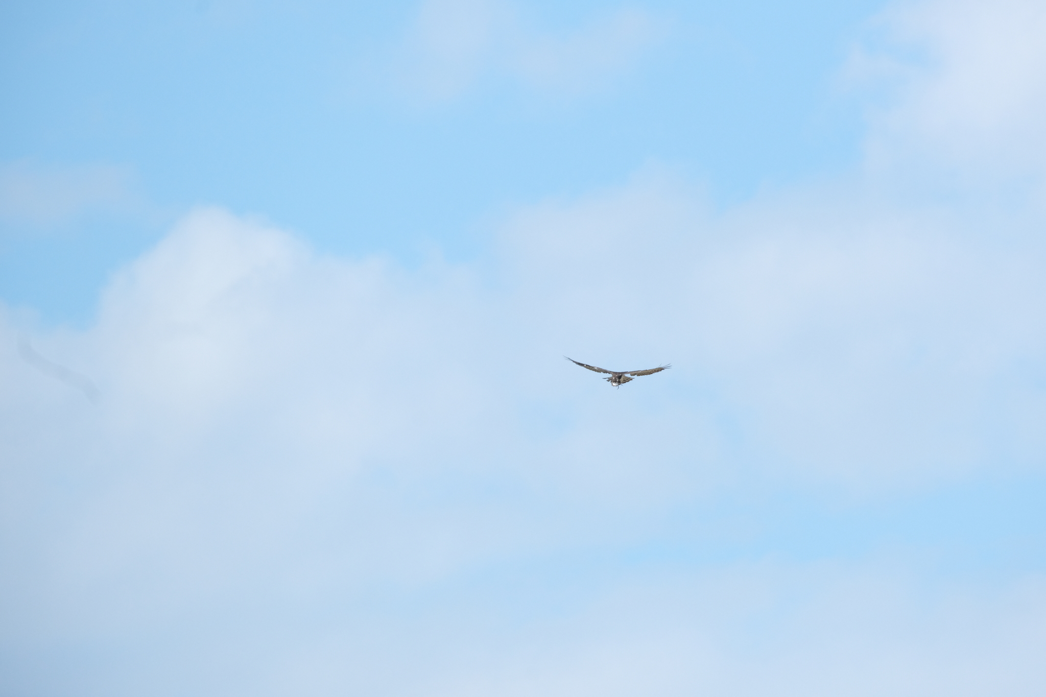 Black-chested Snake Eagle (Circaetus pectoralis), photo 7