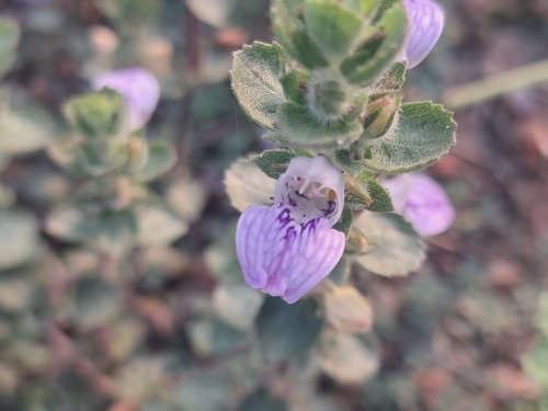 Hygrophila ringens observed 2026-02-28