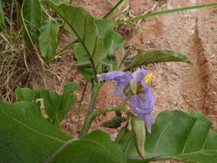 Solanum