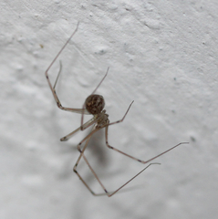 Pholcidae