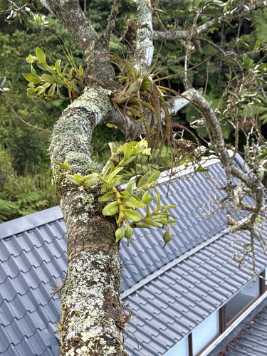 Epidendrum boricuarum Hágsater & L.Sánchez 3