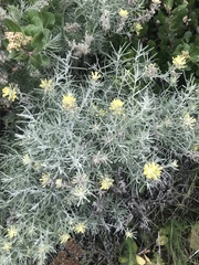 Castilleja hololeuca