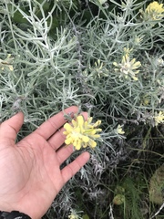 Castilleja hololeuca