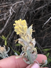 Castilleja hololeuca