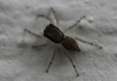 Salticidae